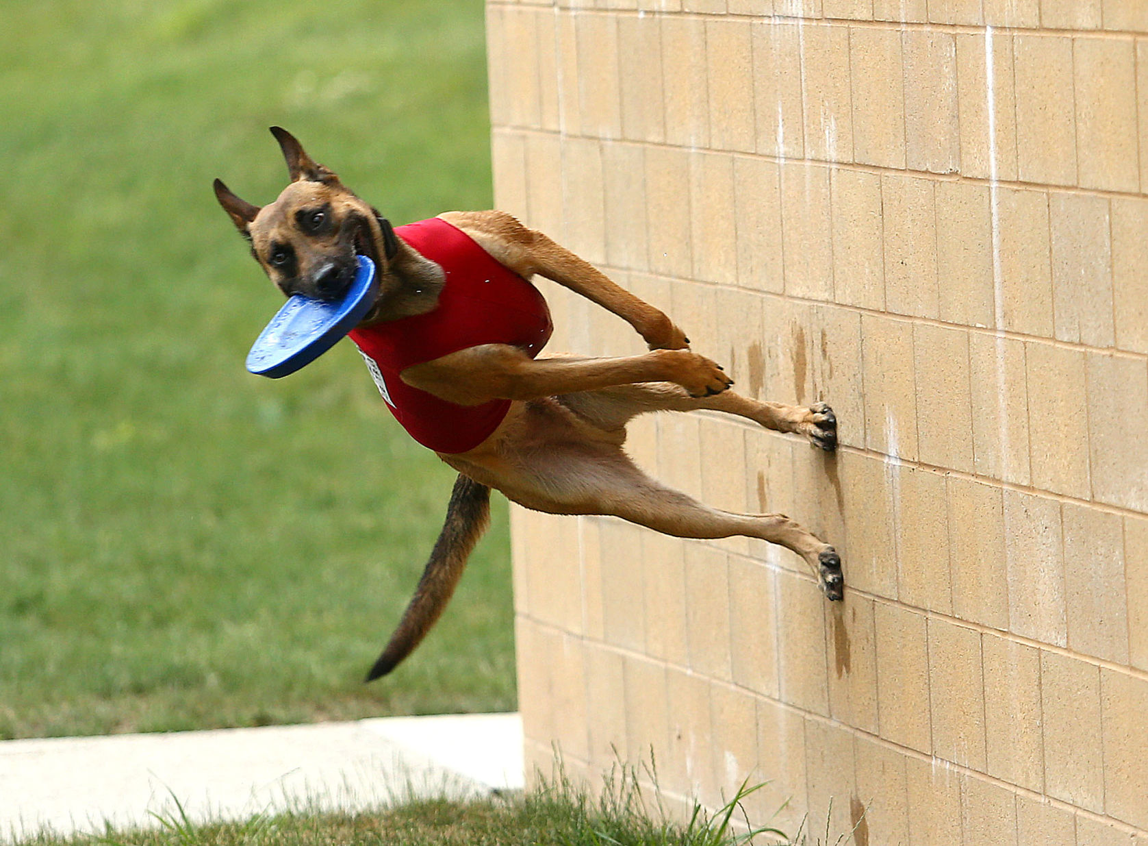 Navi the bat dog 13.jpg